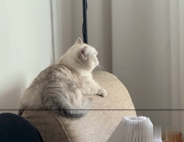 鸿E配资 猫咪记住主人分“4个阶段”，最后阶段会拿命爱你！